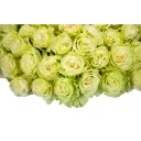 Bouquet of white roses